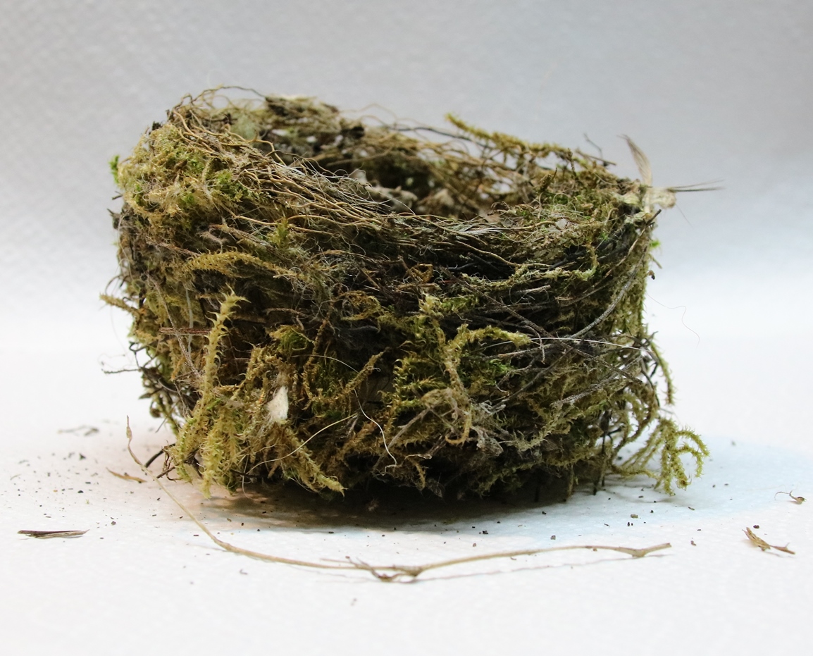 Profil nid passereaux non identifié  Pyracantha 6 Février 2024.JPG