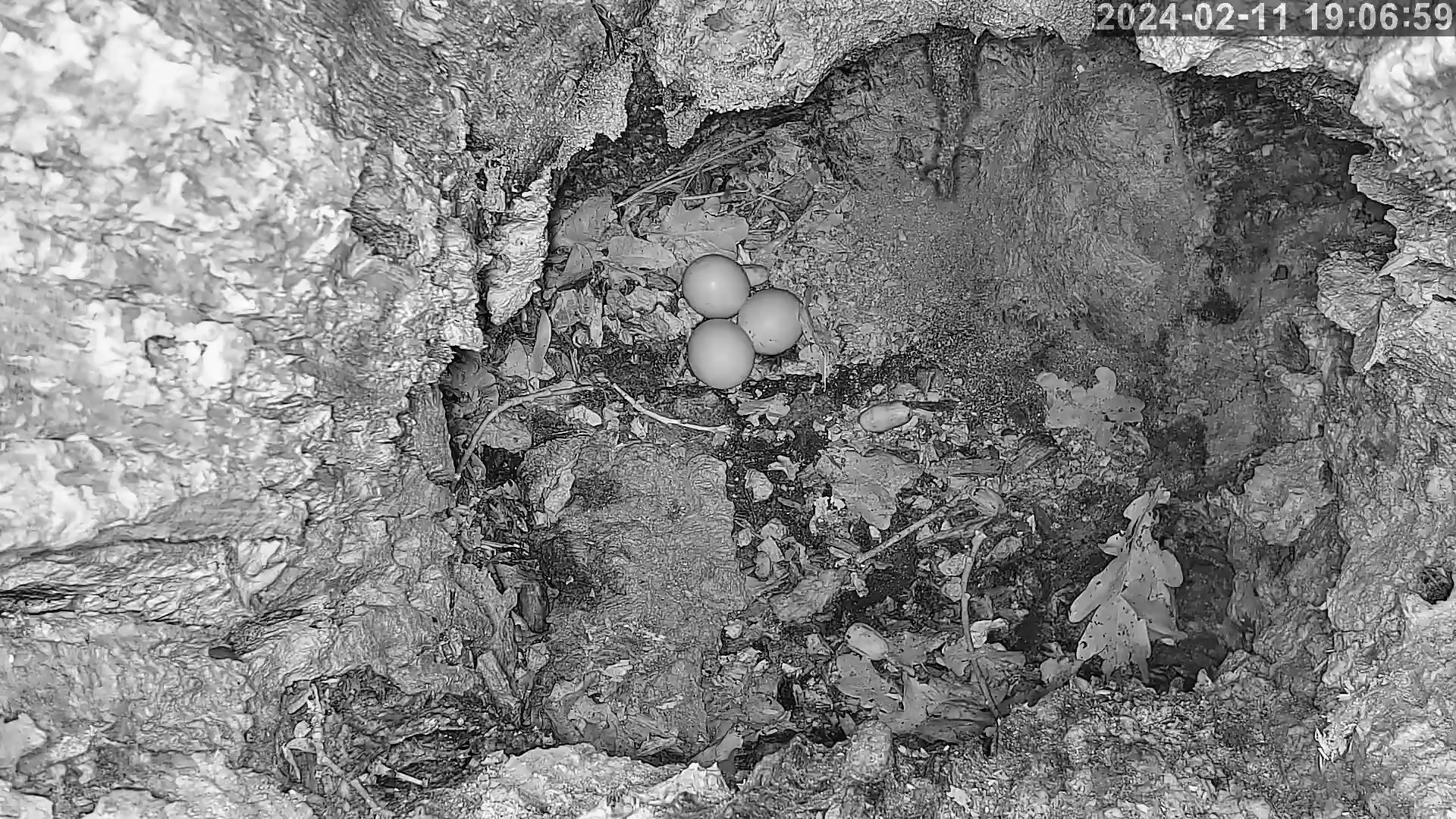 hulottes 3eme oeuf 11 02 2024.jpg