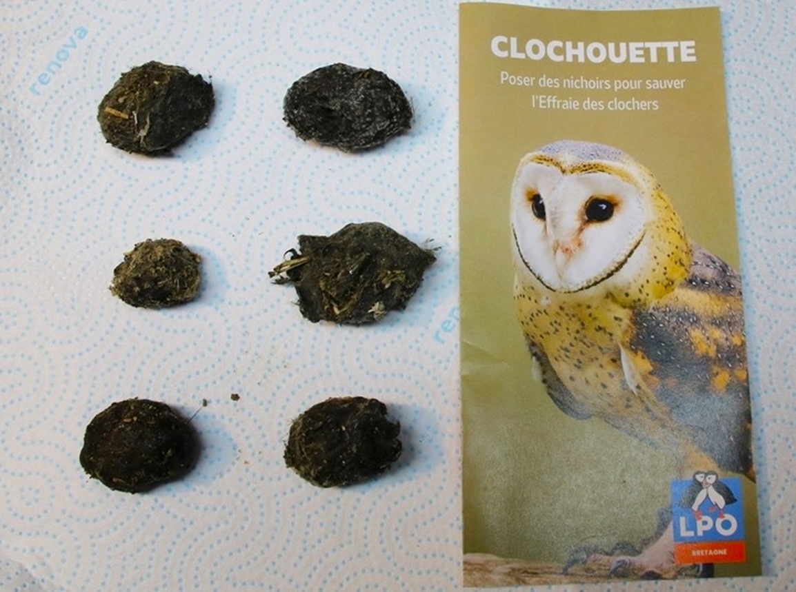 Pelotes de réjections.JPG