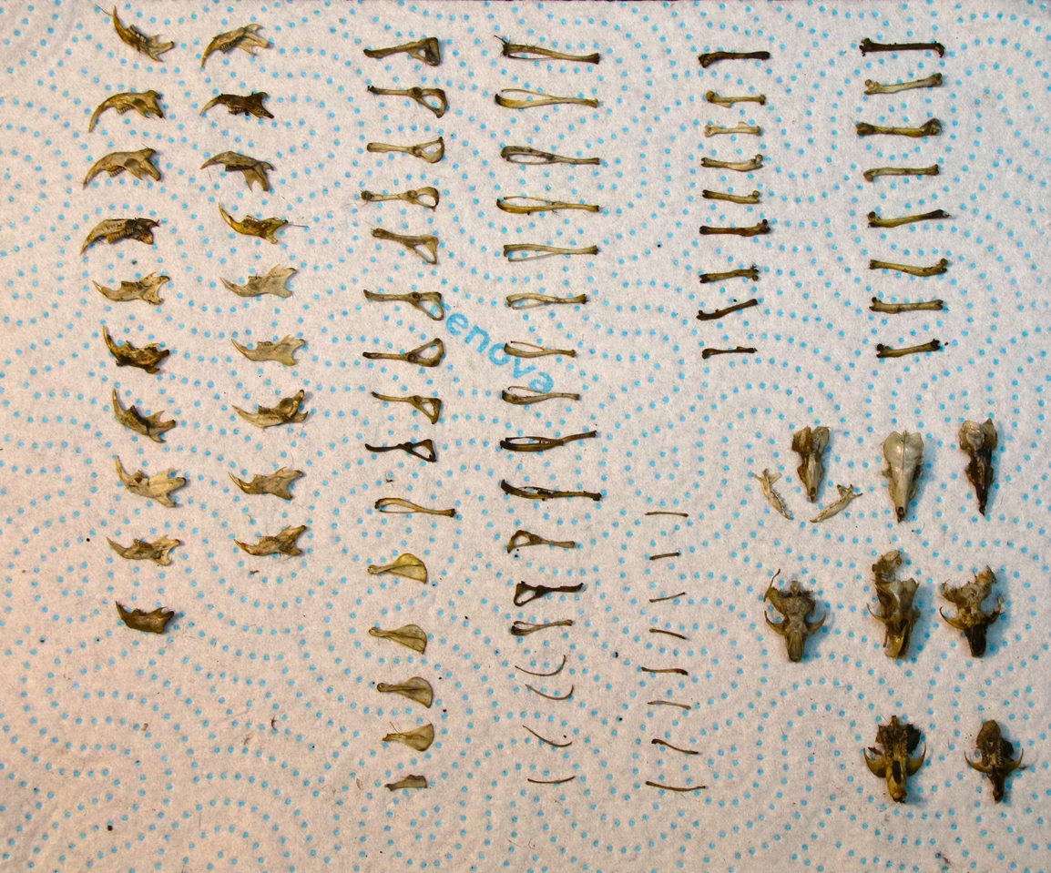 Dissection et analyse pelotes de réjection Chouette Effraie Morieux-crop.JPG
