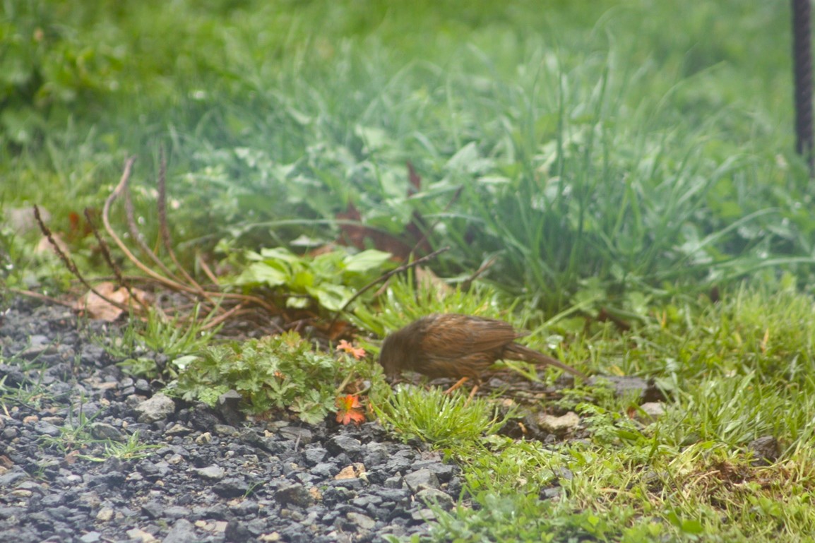 Identification passereau 1.JPG