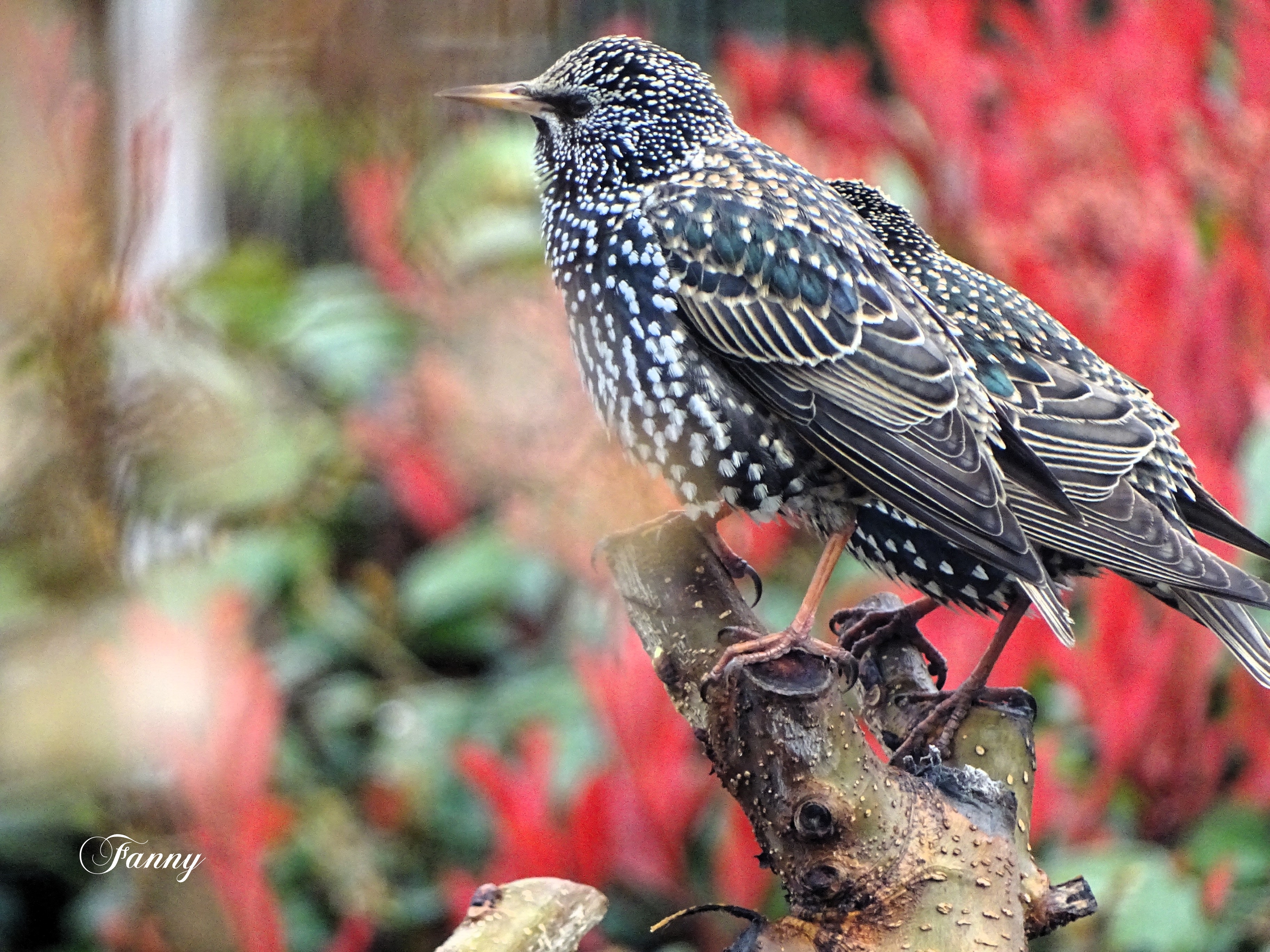 Etourneau sansonnet SignéDSC00616 (3).jpg