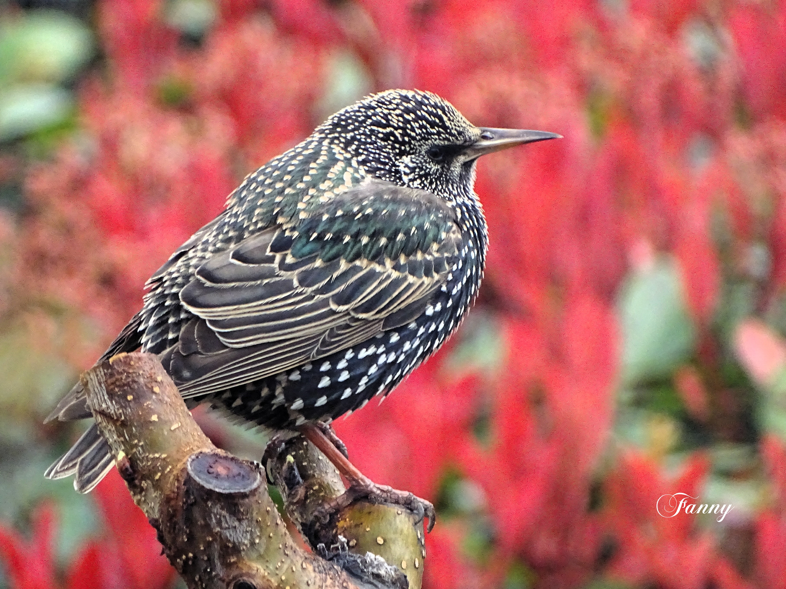 Sansonnet 9 mars2024DSC00620.jpg