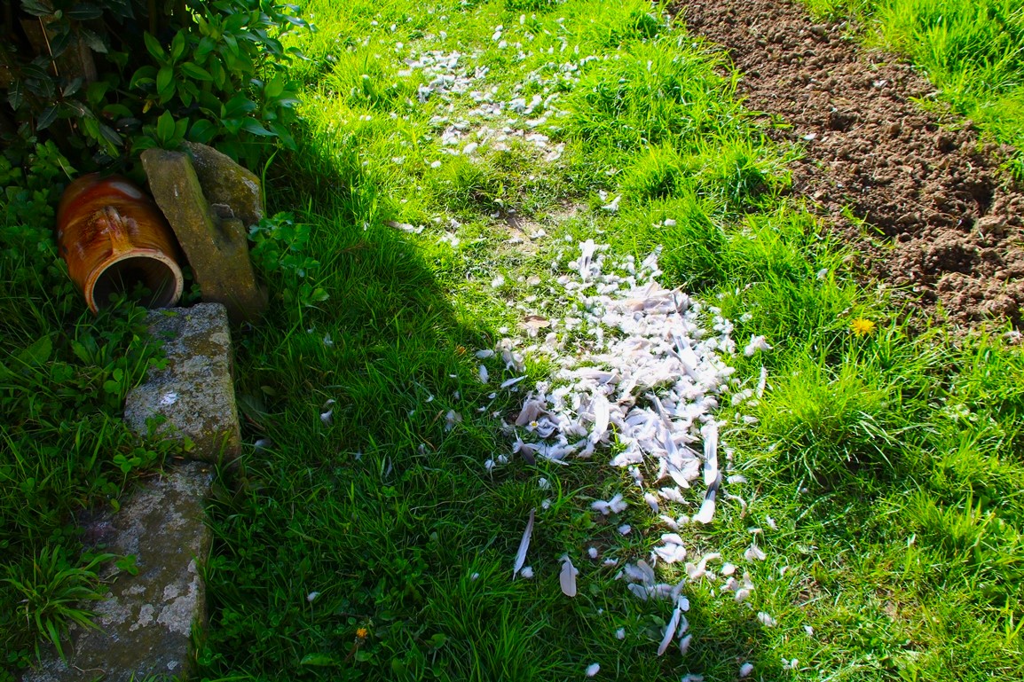 Prédation Epervier  Ramier Dimanche 24 Mars 2024 jardin.JPG