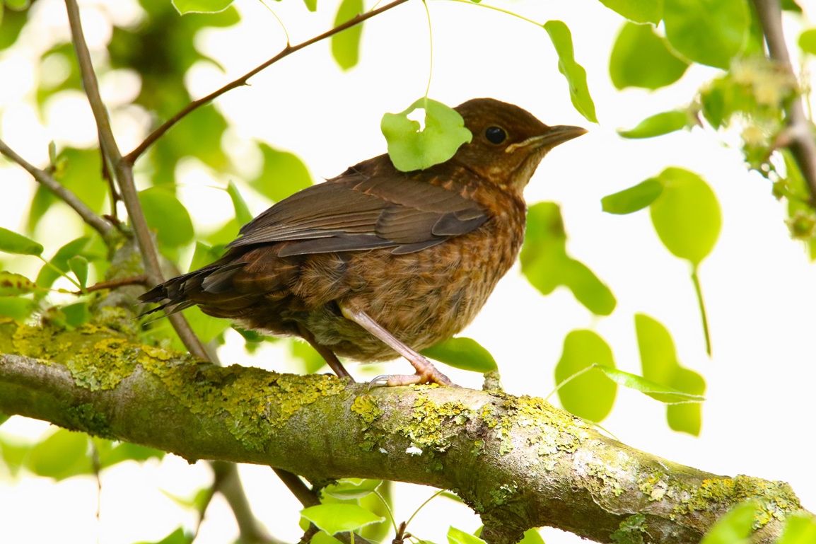 Jeune Merle Avril 2024 jardin - Copie.JPG