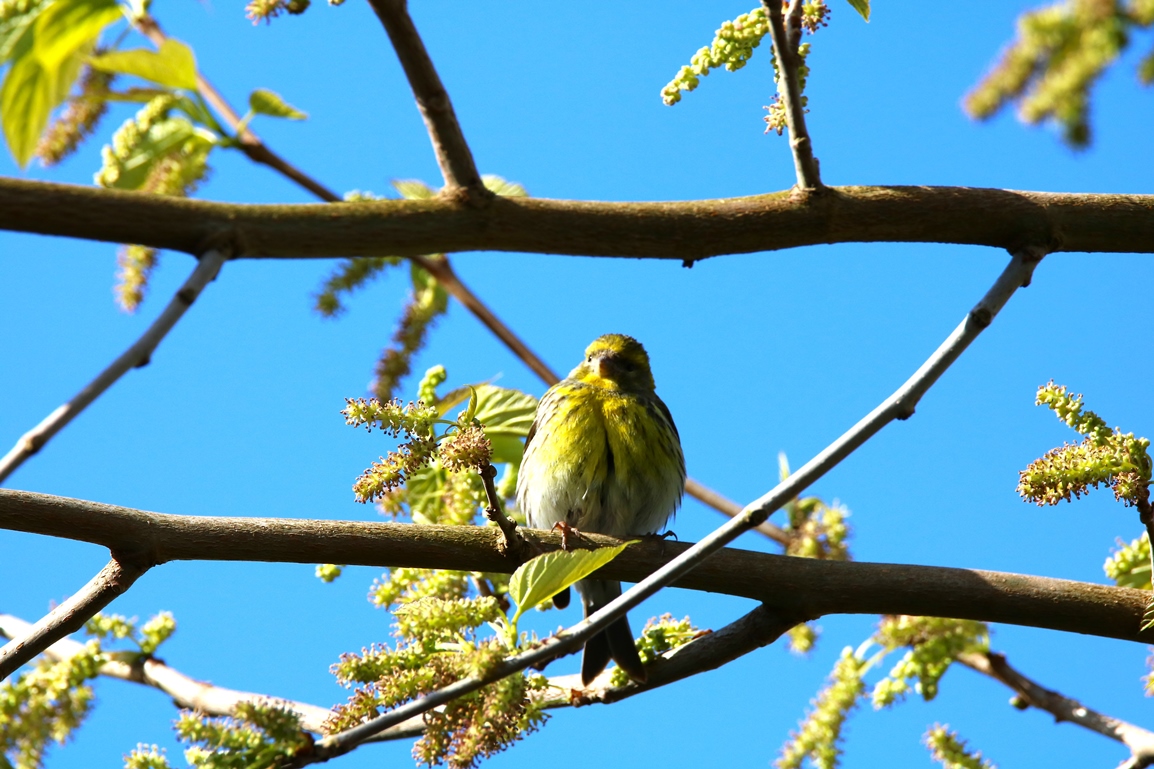 Serin cini femelle jardin 20 Avril 2024 (1) - Copie.JPG