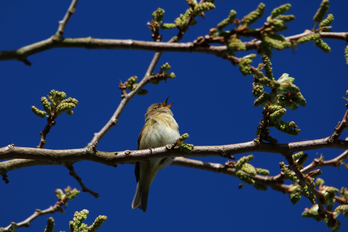 Pouillot véloce jardin Avril 2024 (2) - Copie.JPG