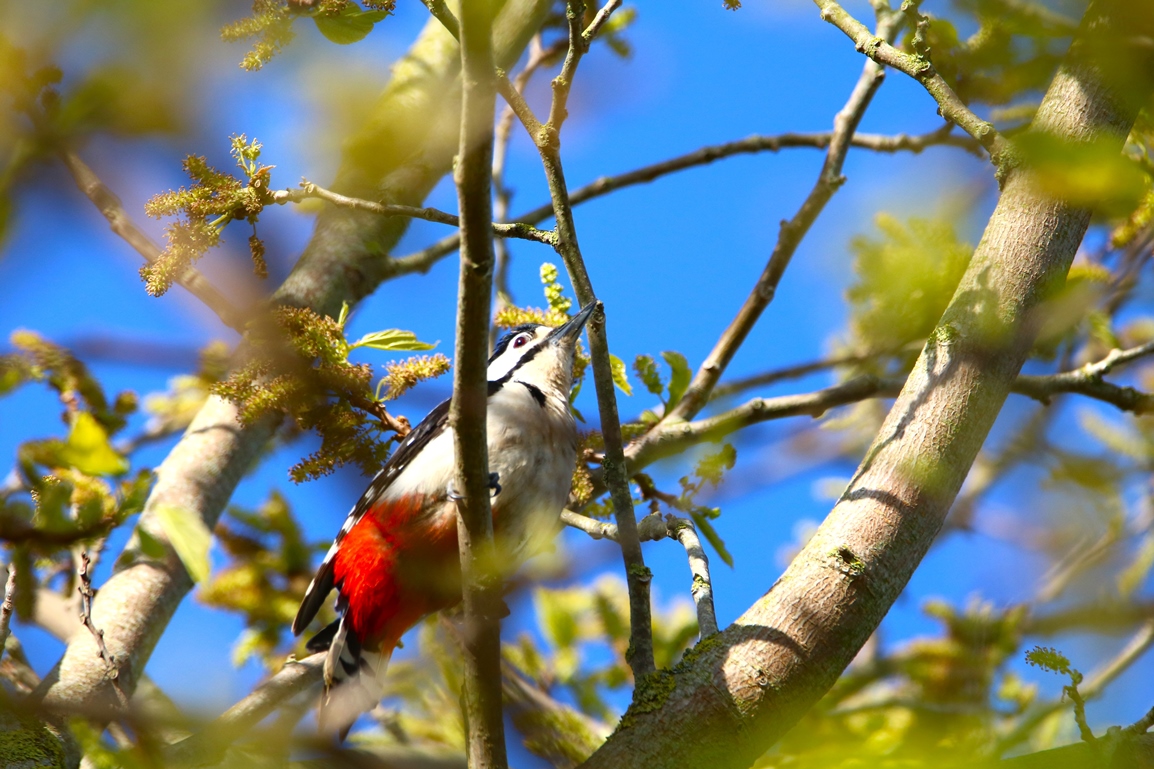 Pic-épeiche mâle jardin 20 Avril 2024 (2) - Copie.JPG