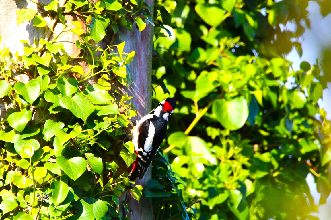 Pic-épeiche mâle jardin cyprès 20 Avril 2024 - Copie.JPG
