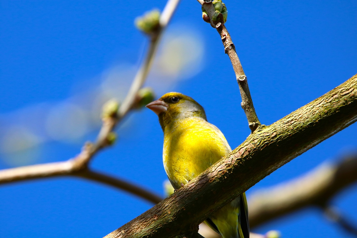 Verdier Avril 2024 jardin - Copie.JPG