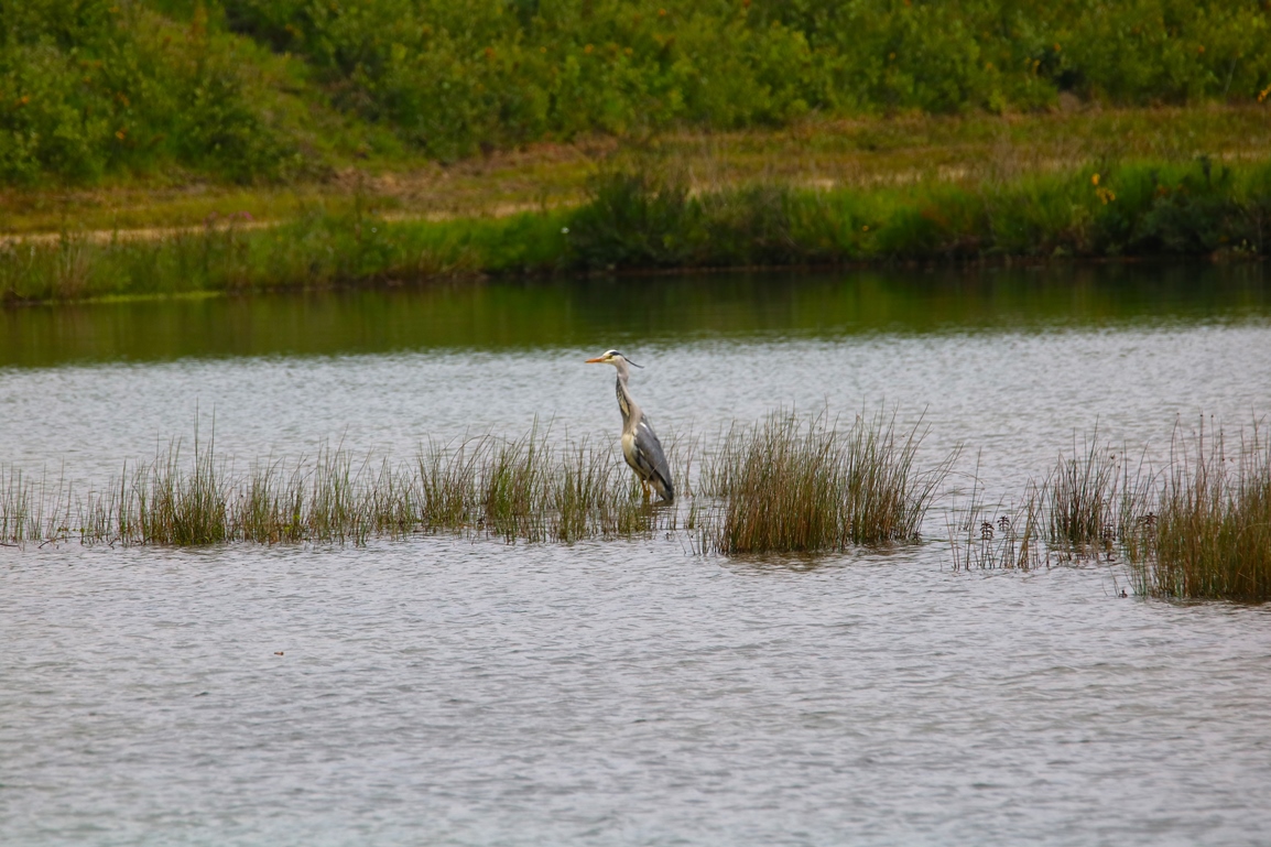 Héron gravière.JPG