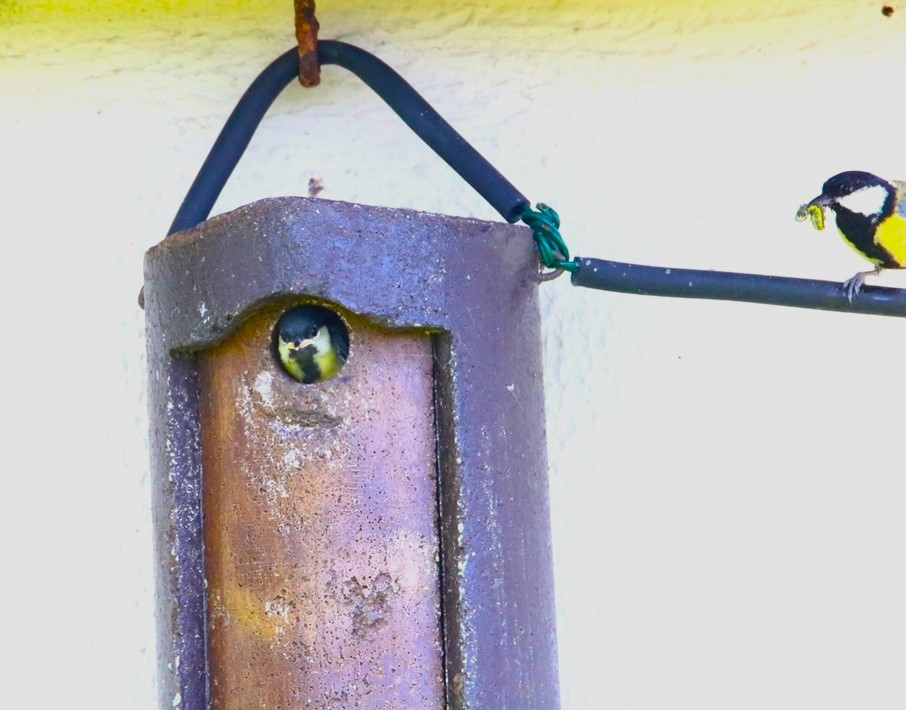 Nidification mésanges charbonnières samedi 11 mai 2024 (4)-crop.JPG