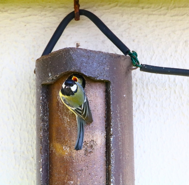 Nidification mésanges charbonnières samedi 11 mai 2024 (6)-crop.JPG