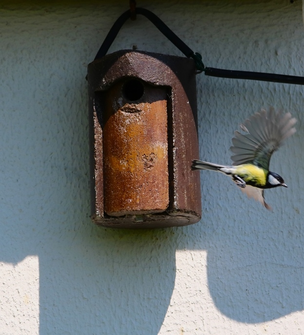 Nidification mésanges charbonnières samedi 11 mai 2024 (10)-crop.JPG