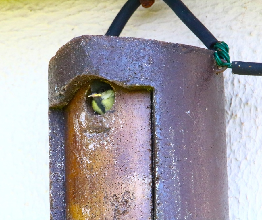 Nidification mésanges charbonnières samedi 11 mai 2024 (7)-crop.JPG