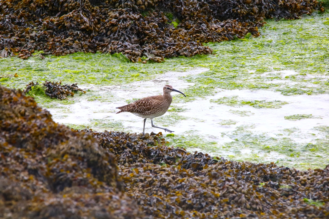 Courlis cendré Illemont Mercredi 22 Mai 2024 (2).JPG