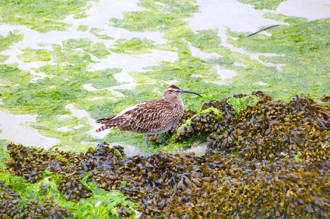 Courlis cendré Illemont Mercredi 22 Mai 2024.JPG
