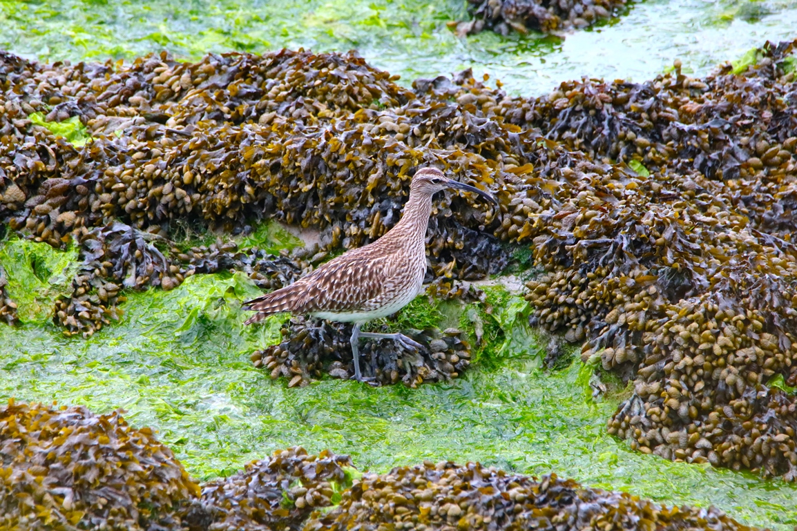 Courlis cendré Illemont Mercredi 22 Mai 2024 (1).JPG