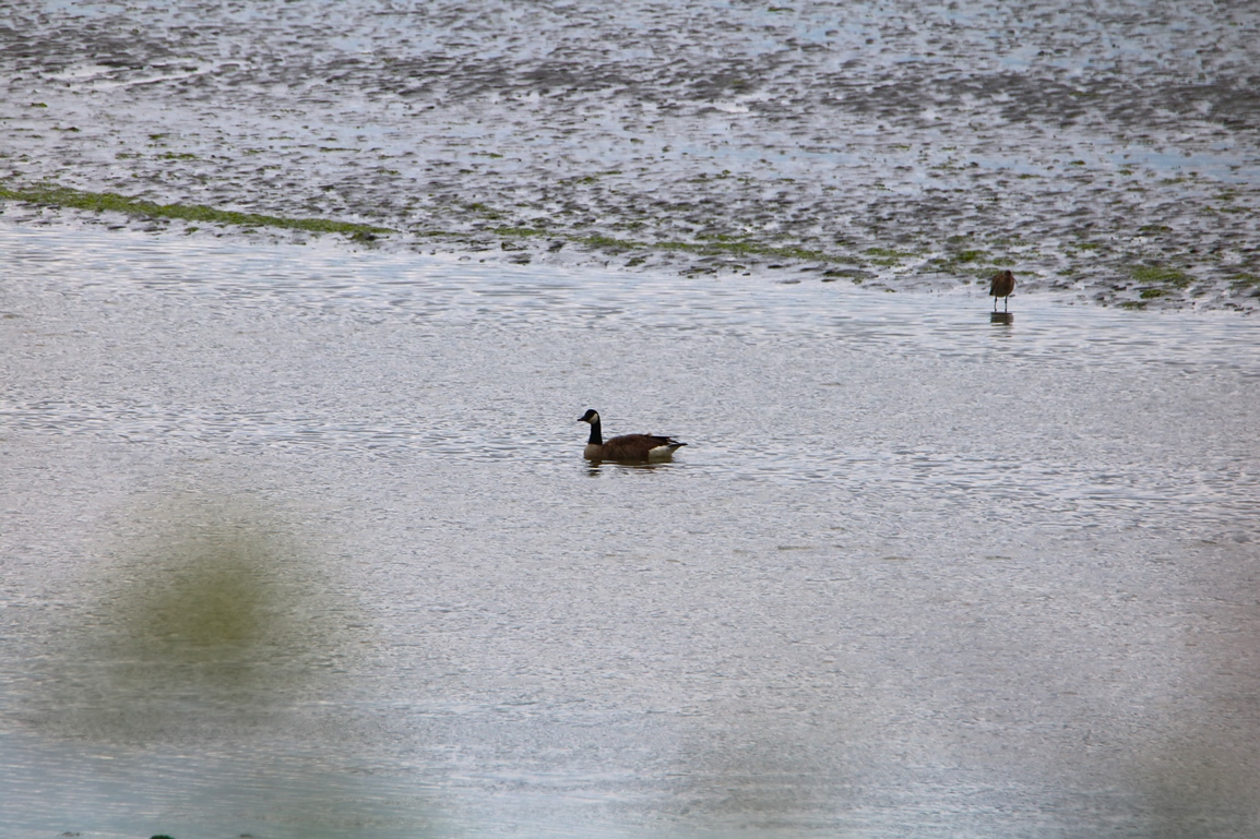 Bernache du canada Illemont Mercredi 22 Mai 2024 (2).JPG