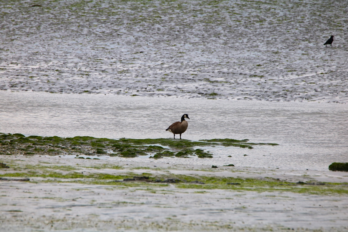 Bernache du canada Illemont Mercredi 22 Mai 2024 (1).JPG