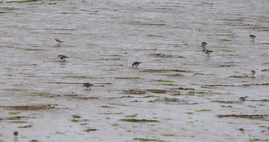 Bécasseaux variable et grand gravelot Illemont Mercredi 22 Mai 2024-crop.JPG
