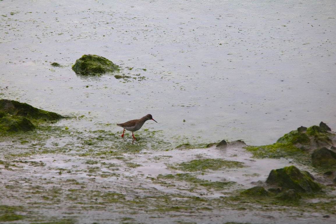 Chevalier gambette Illemont Mercredi 22 Mai 2024.JPG