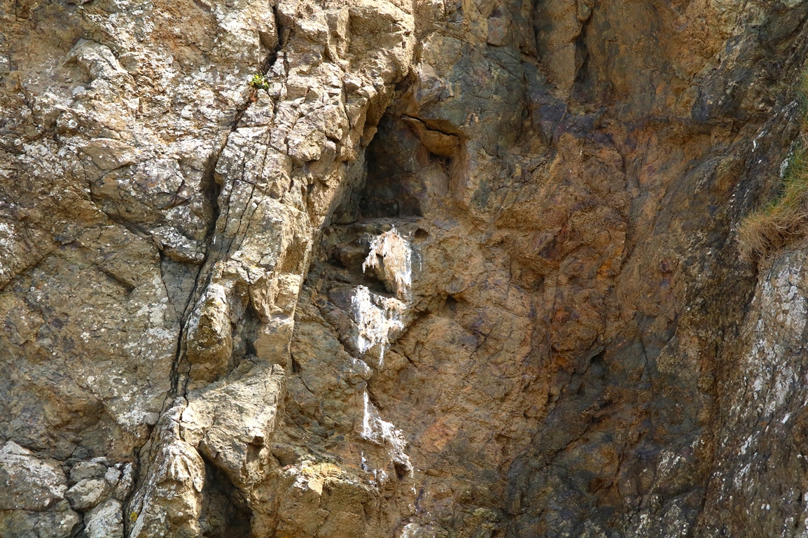 Aire de faucon pélerin Lamnorin Mercredi 22 Mai 2024.JPG