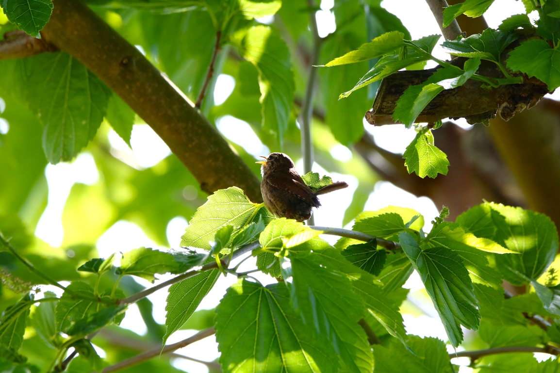 Troglodyte-mignon 20 Mai 2024 (1).JPG