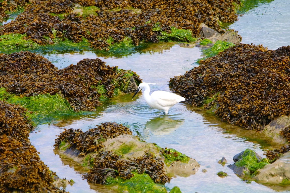 Aigrette garzette Illemont 27 Mai 2024.JPG