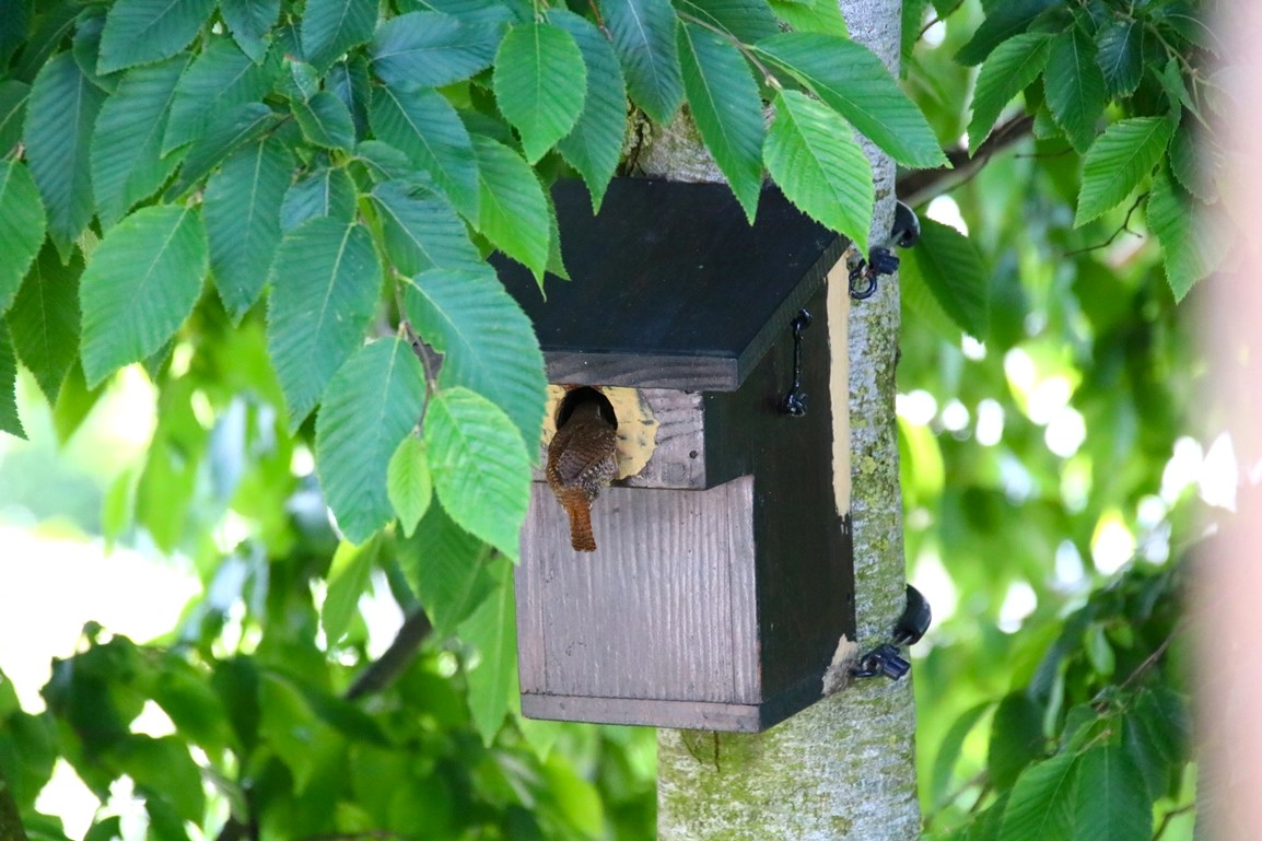 Nidification Troglodyte-mignon 6 Juin 2024 (1).JPG