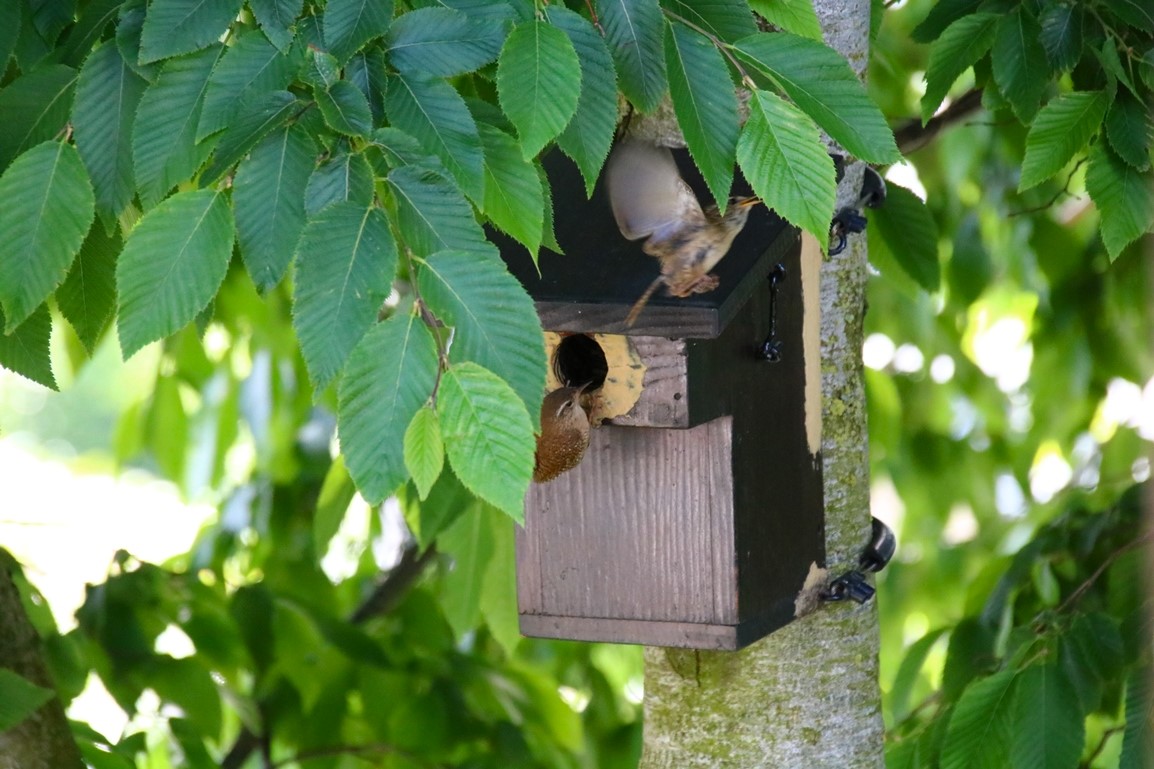Nidification Troglodyte-mignon 6 Juin 2024 (4).JPG