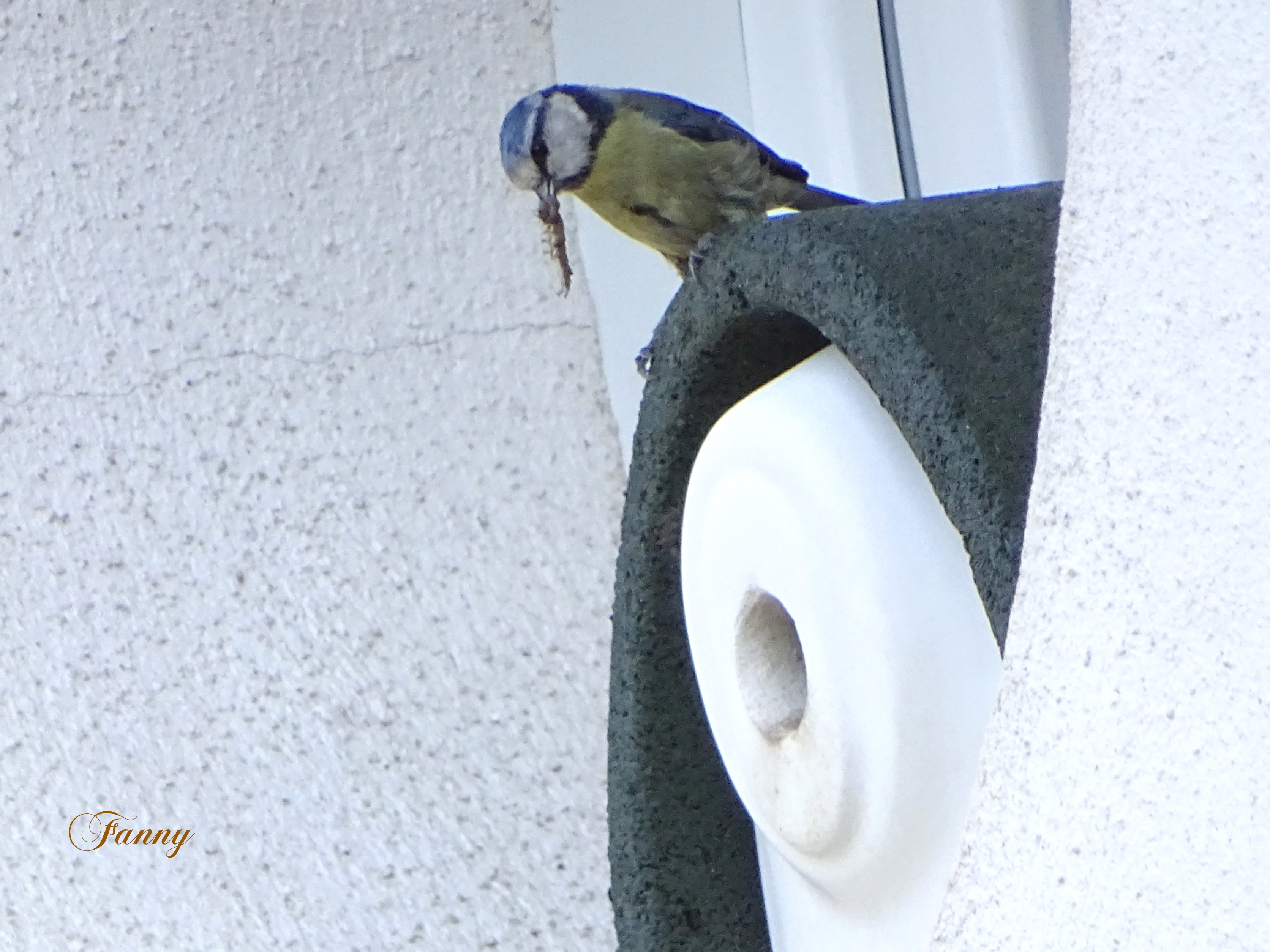 Mesange bleue Fanny   Signée DSC00967.jpg