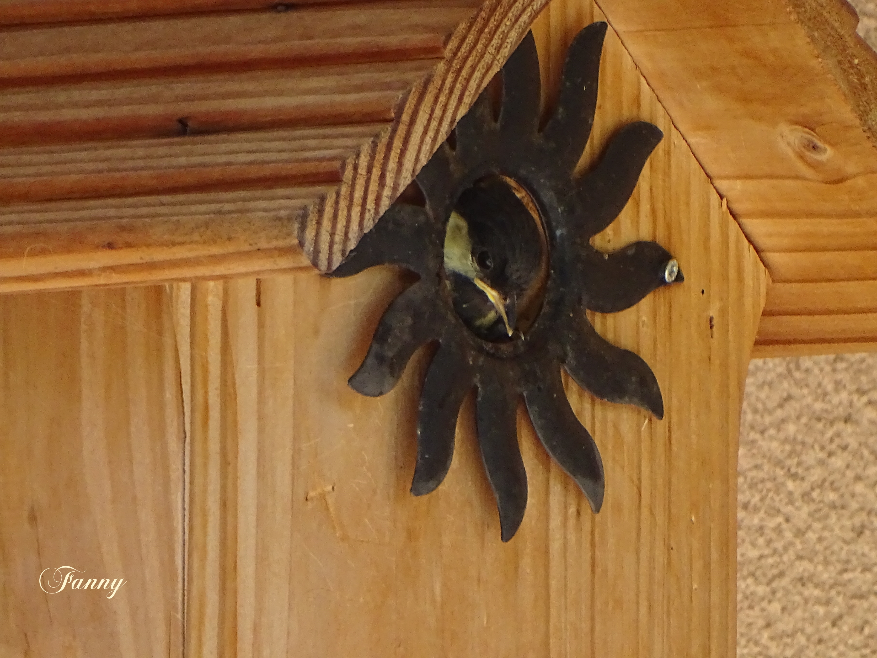 Charbonniere juvenile signéeDSC01393.jpg