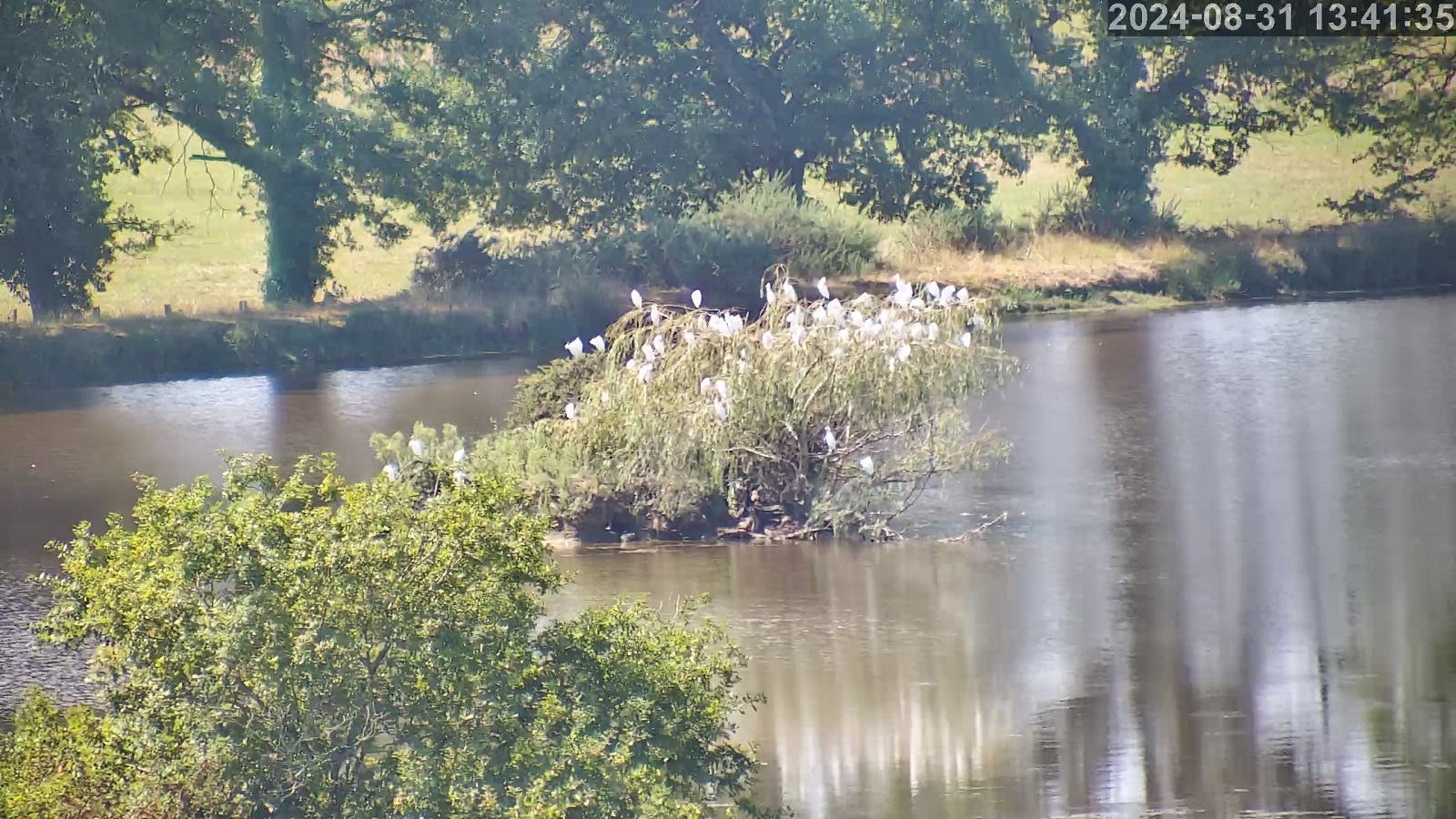 heron garde boeuf 31 08 2024.jpg