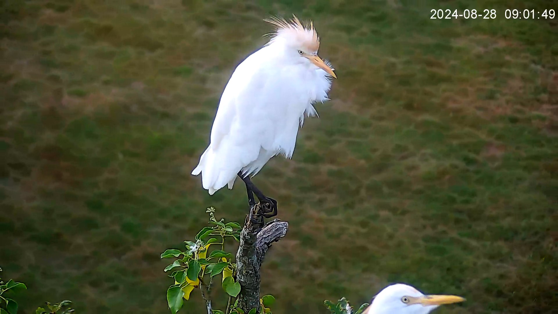 camera chene zoom-20240828-084832-1724827712.mp4_snapshot_10.55.948.jpg