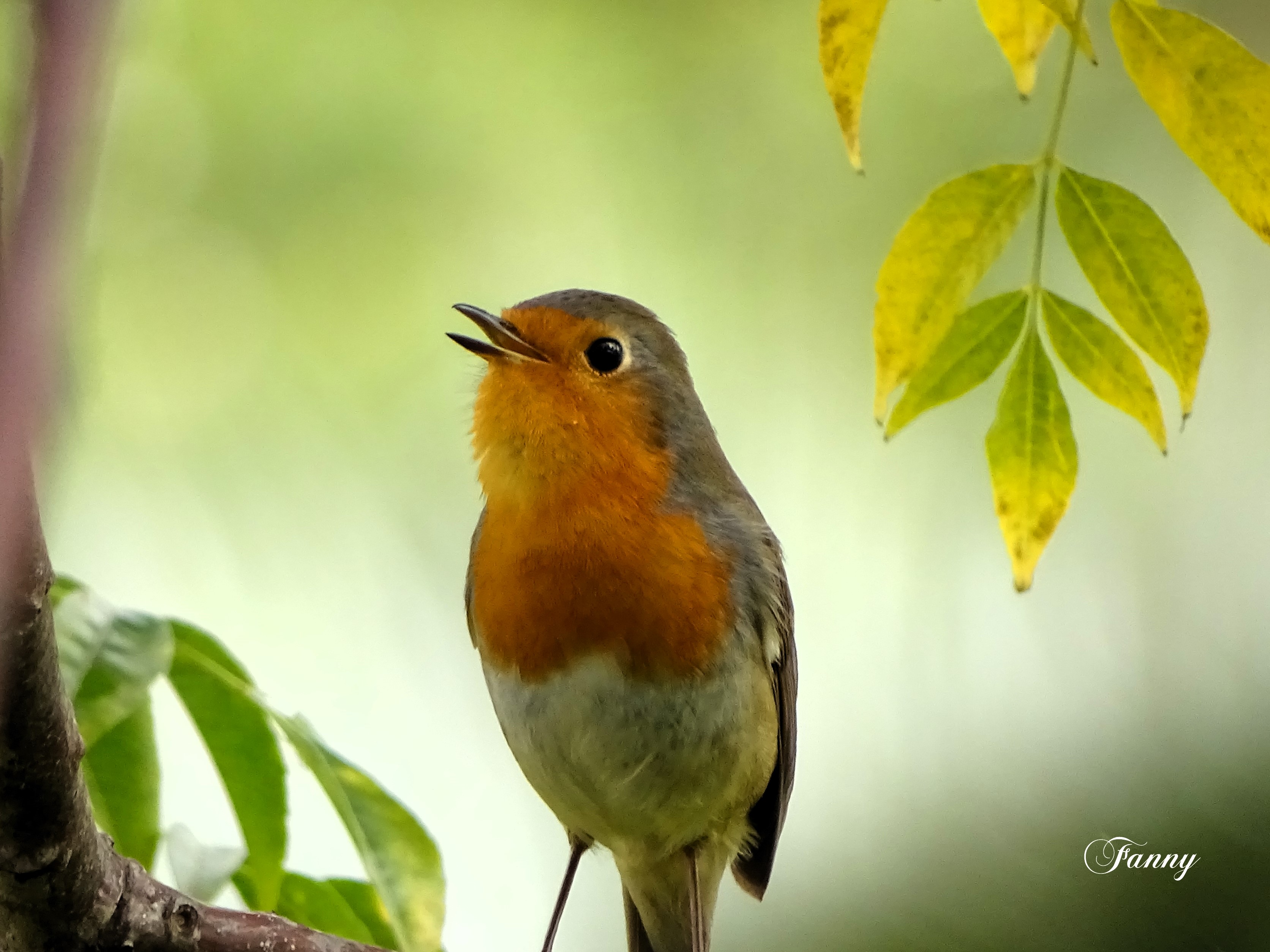 Rougegorge Signé Fanny.jpg