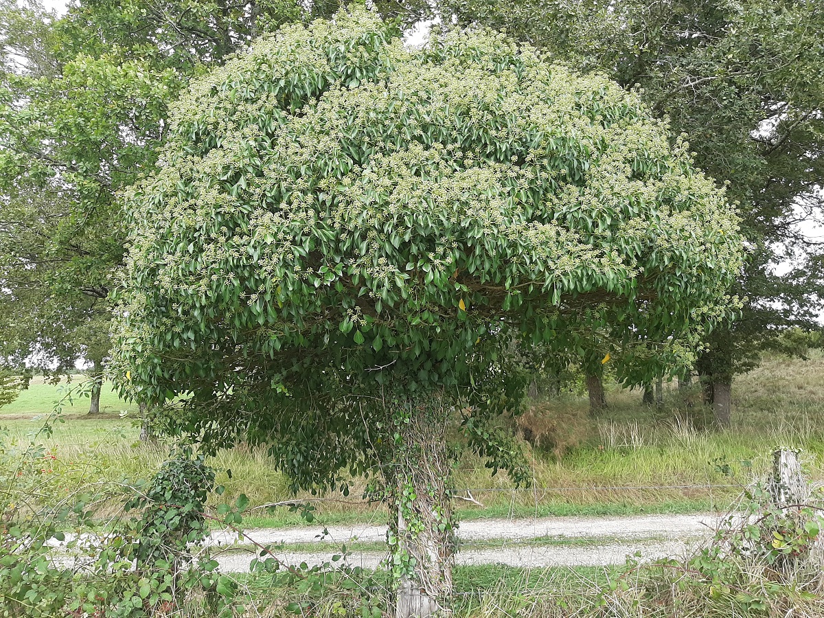 lierre a.jpg