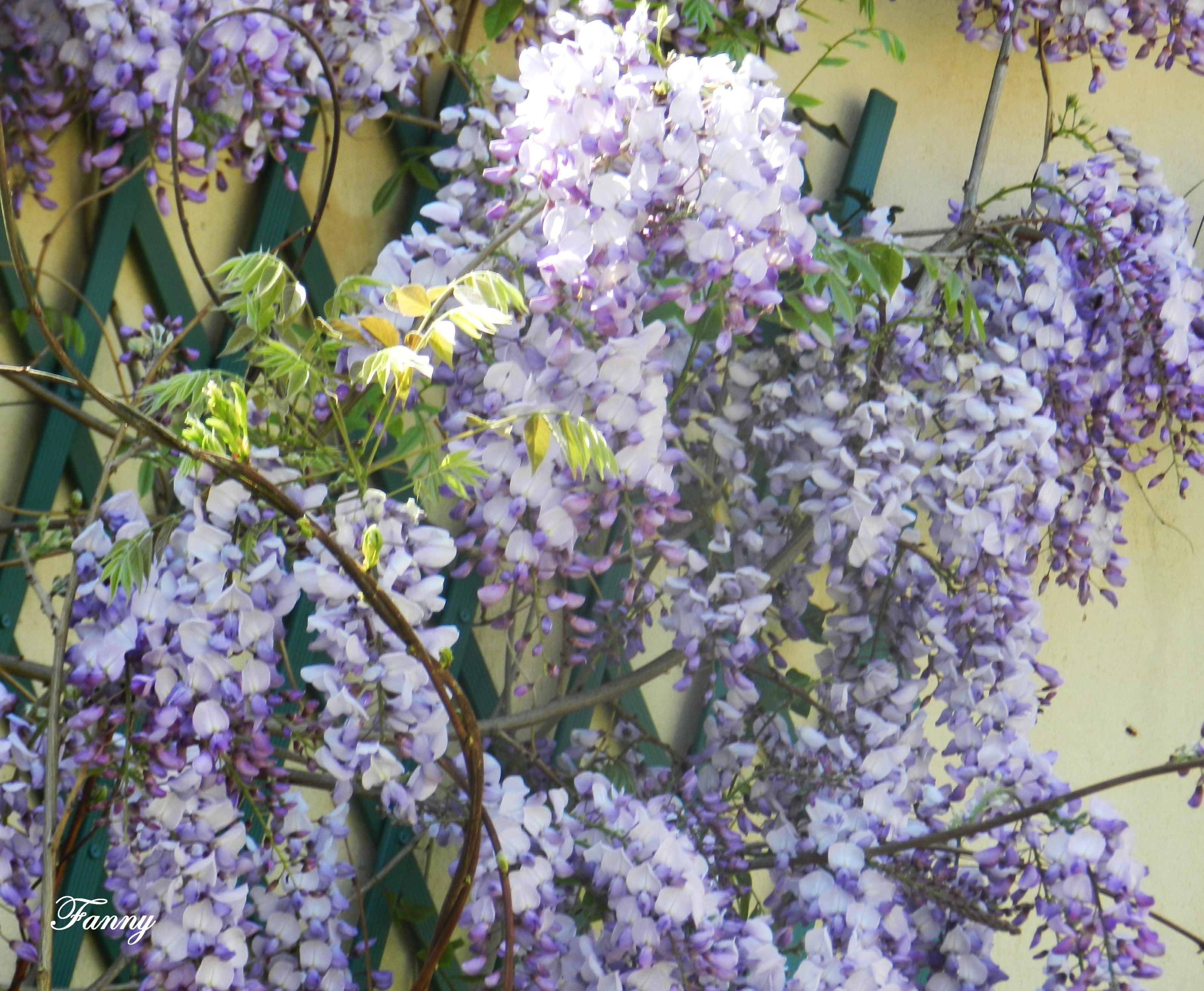 Glycine 27 04 12.jpg