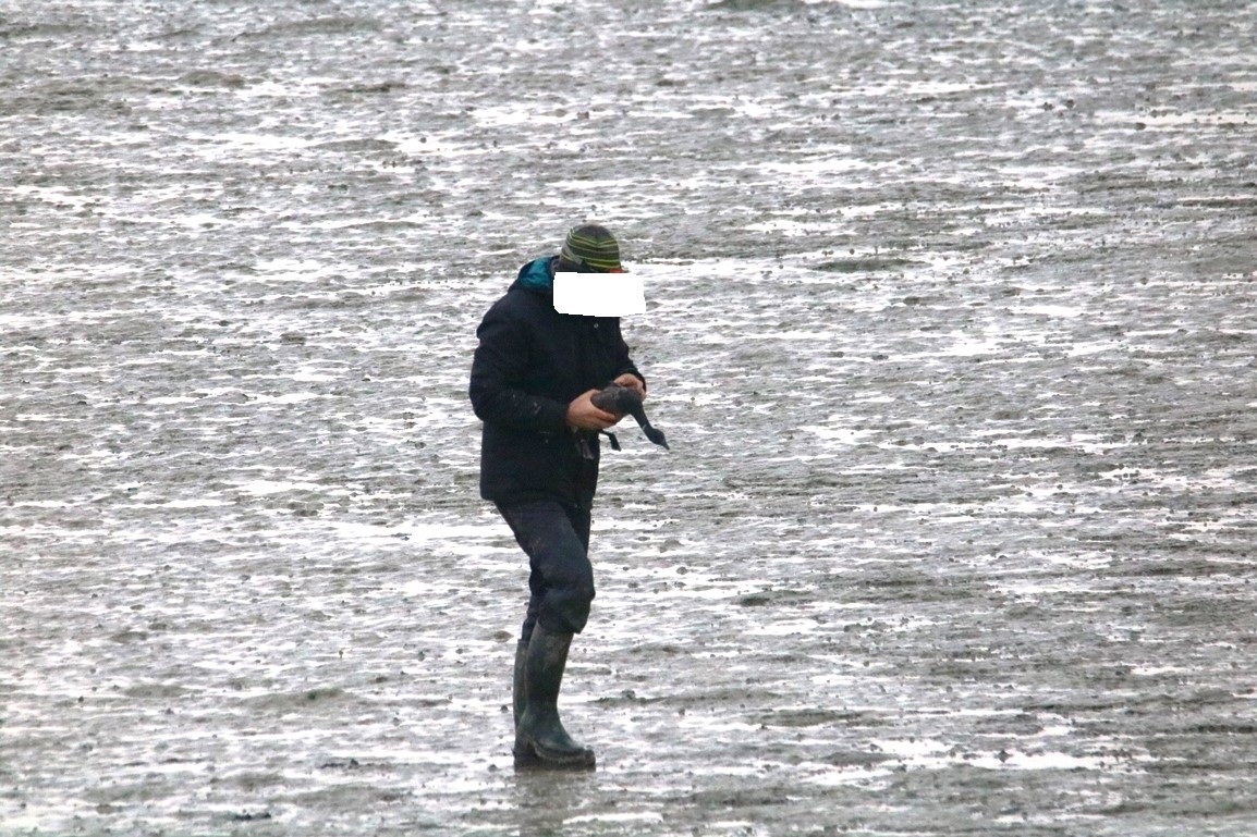 Pose balise gps oie bernache cravant Pointe illemont 13 décembre 2024.jpg
