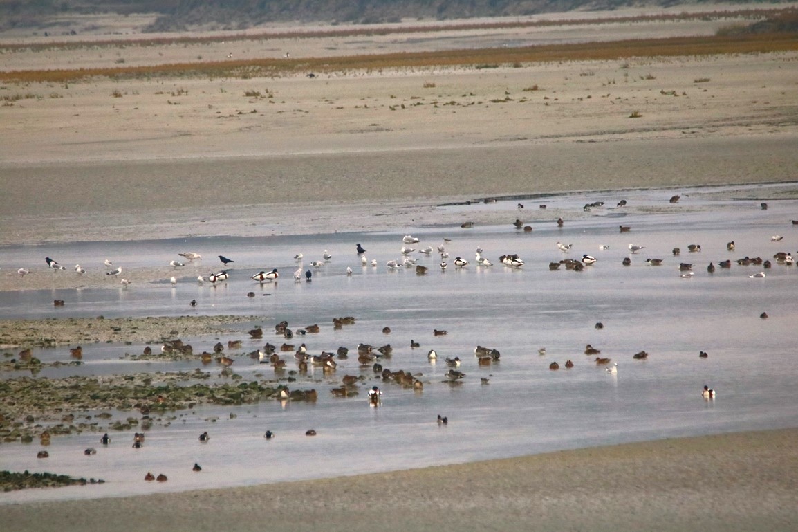 Canards siffleurs Pointe illemont 13 décembre 2024 (1).JPG