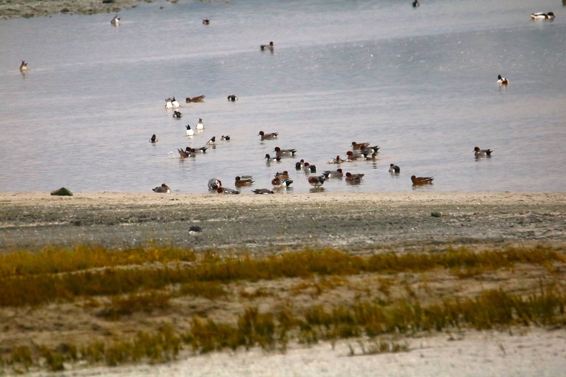 Canards siffleurs Pointe illemont 13 décembre 2024 (3).JPG