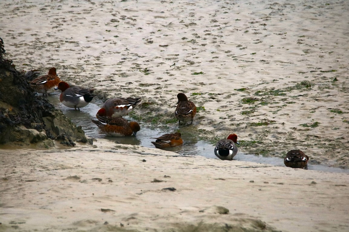 Canards siffleurs Pointe illemont 13 décembre 2024 (2).JPG