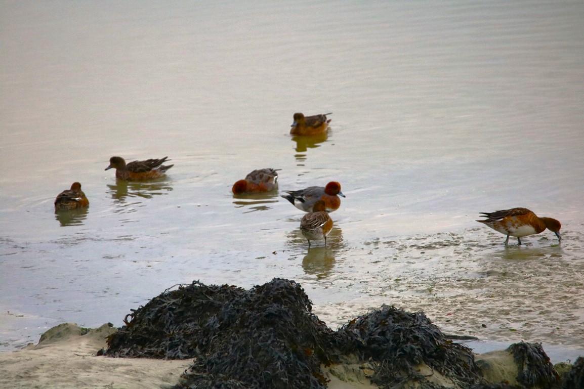 Canards siffleurs Pointe illemont 13 décembre 2024.JPG