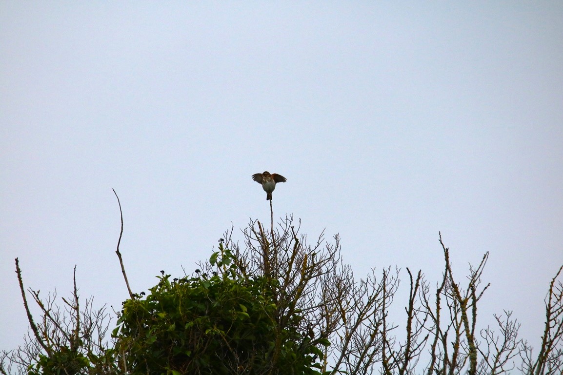 Pipit farlouse Pointe Illemont 13 Décembre 2024 (1).JPG