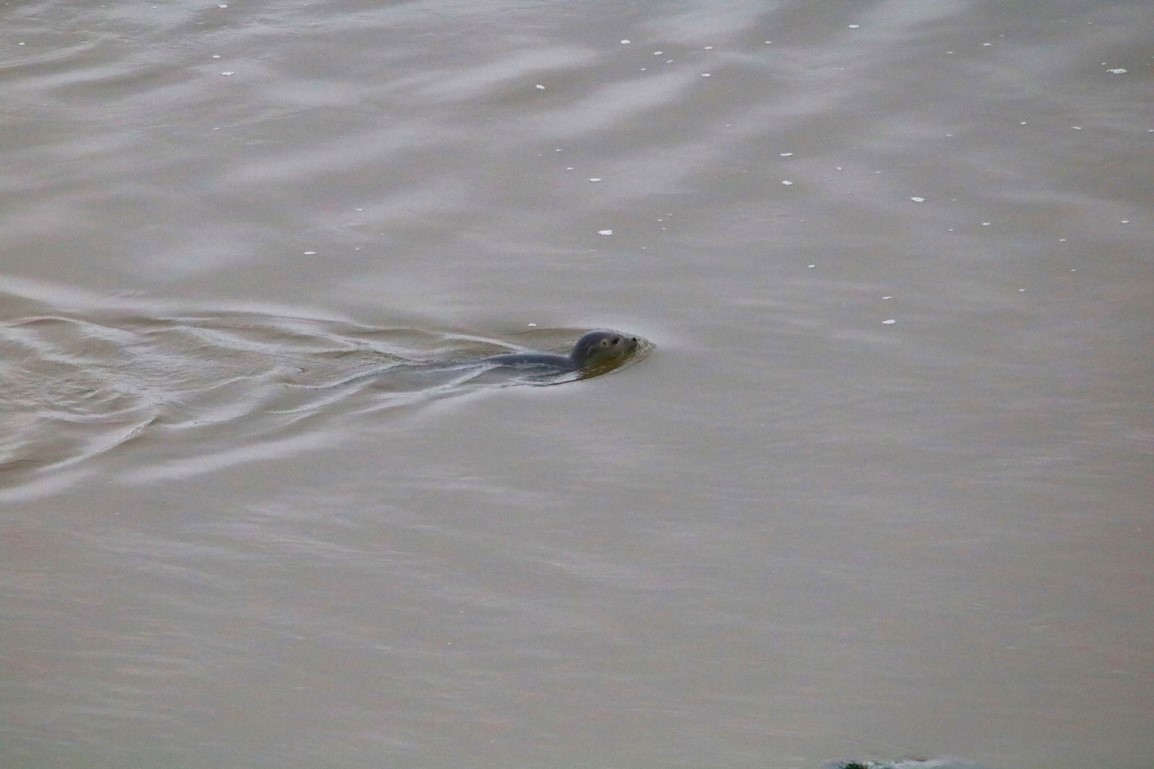 Phoque veau-marin anse de Morieux 13 décembre 2024 (2).JPG