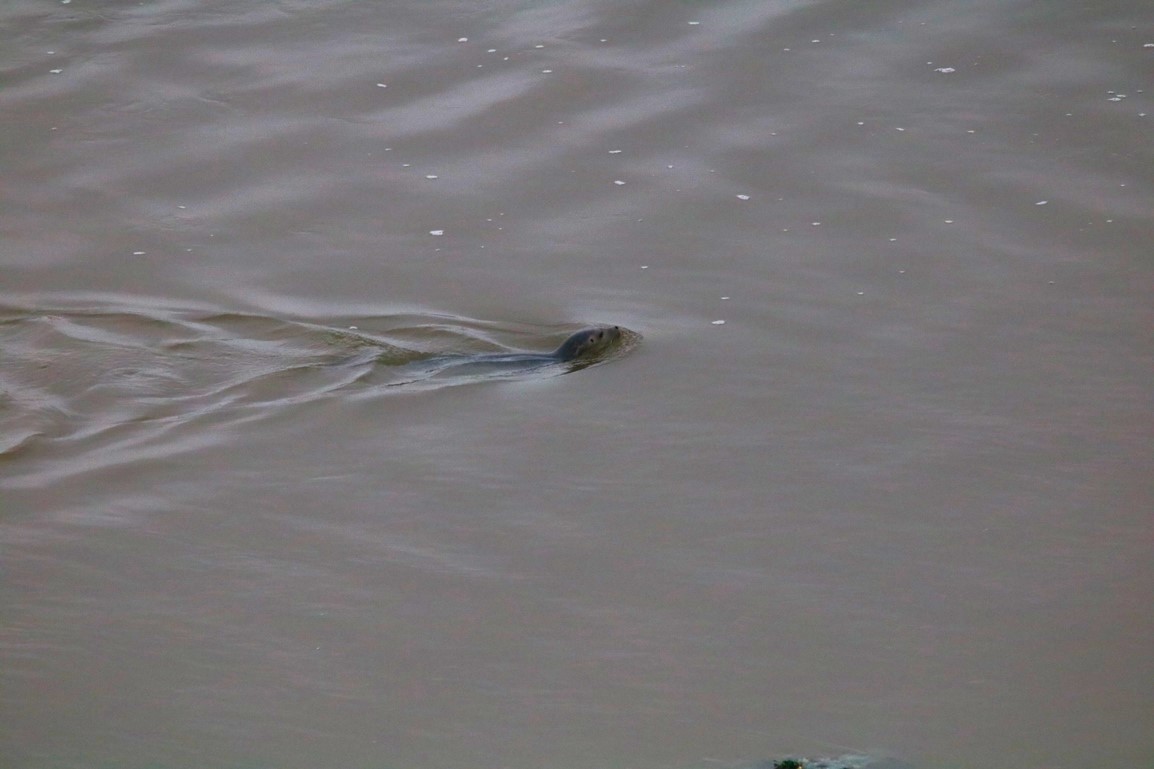 Phoque veau-marin anse de Morieux 13 décembre 2024.JPG