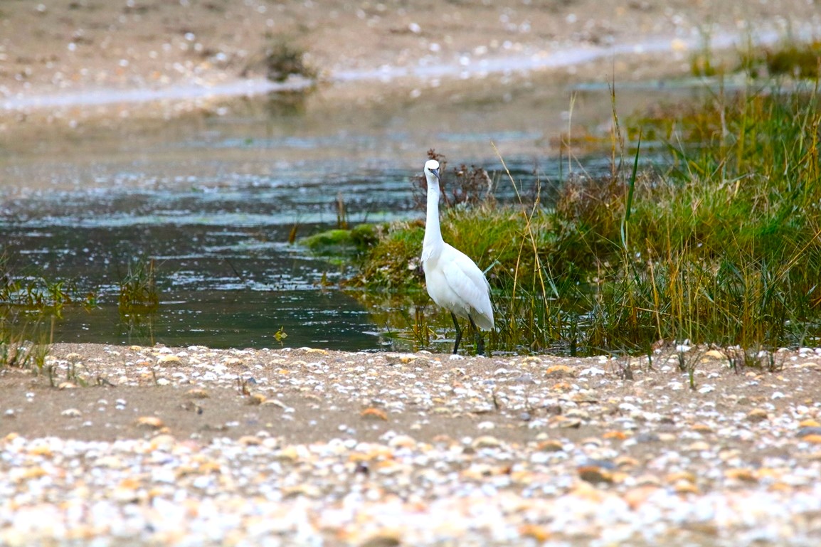 Grande aigrette grèves des courses 13 décembre 2024.JPG