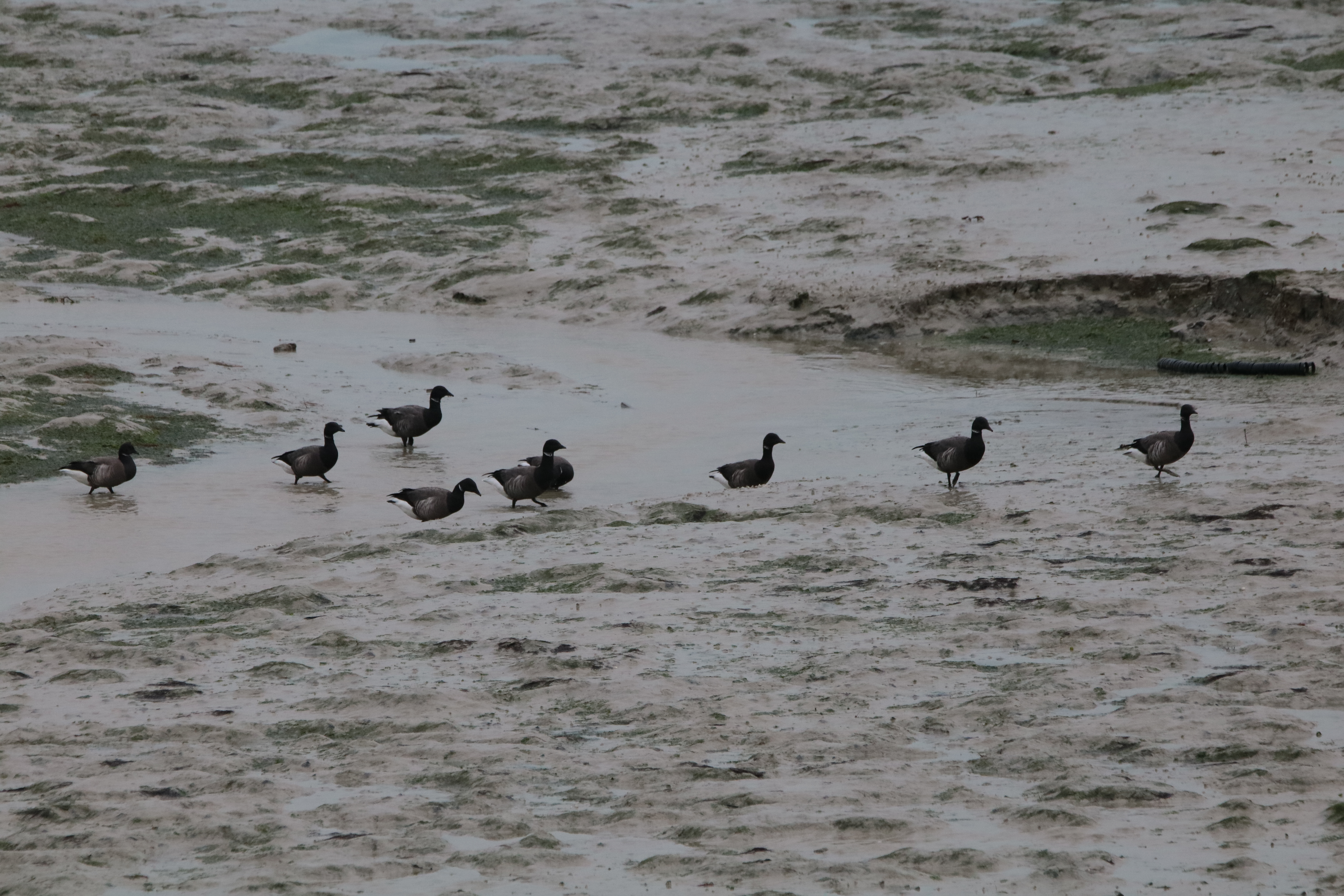 Bernache cravant pointe Illemont 17 décembre 2024 (2).JPG