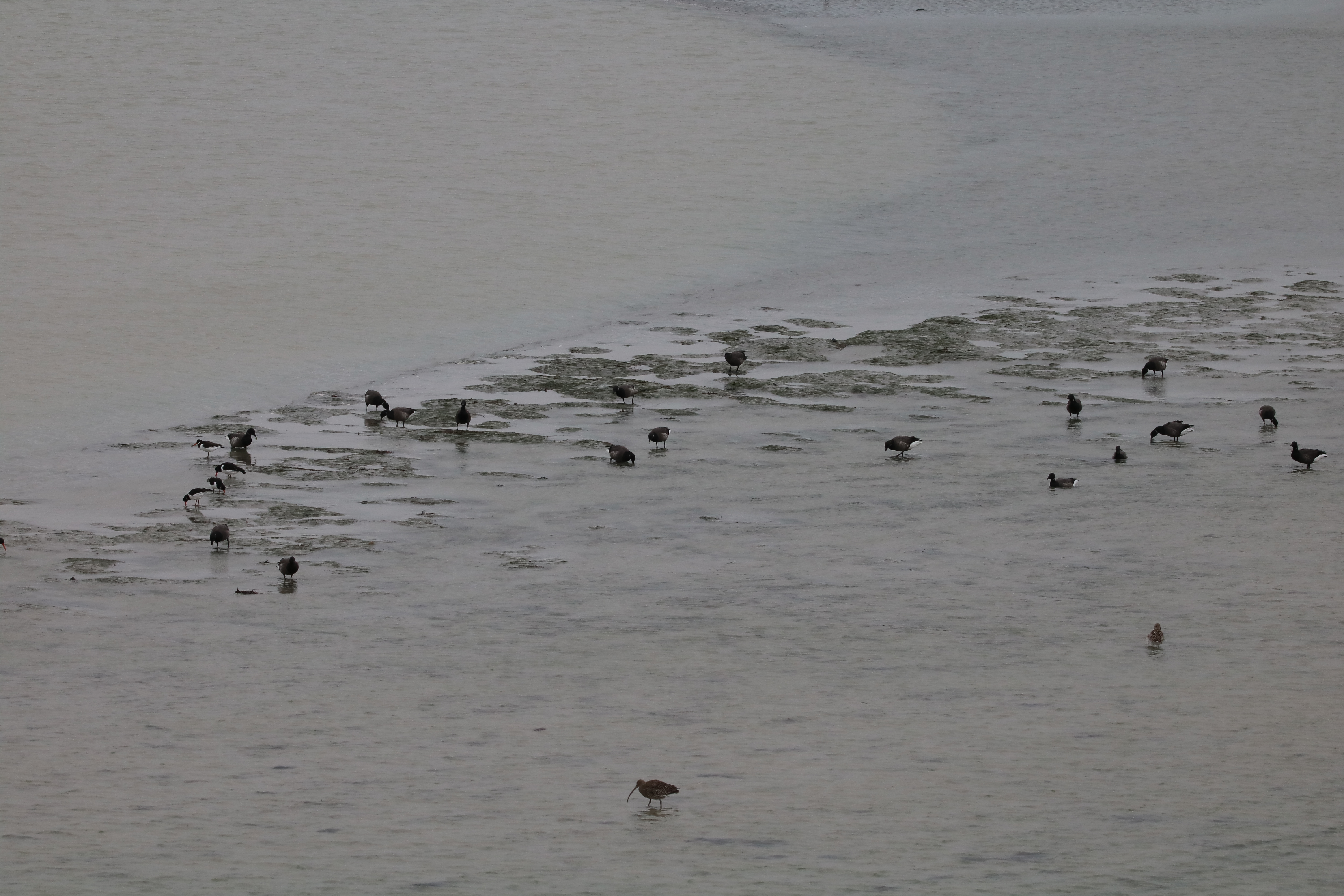 Bernache-cravant et Huîtriers-pie pointe Illemont 17 décembre 2024.JPG