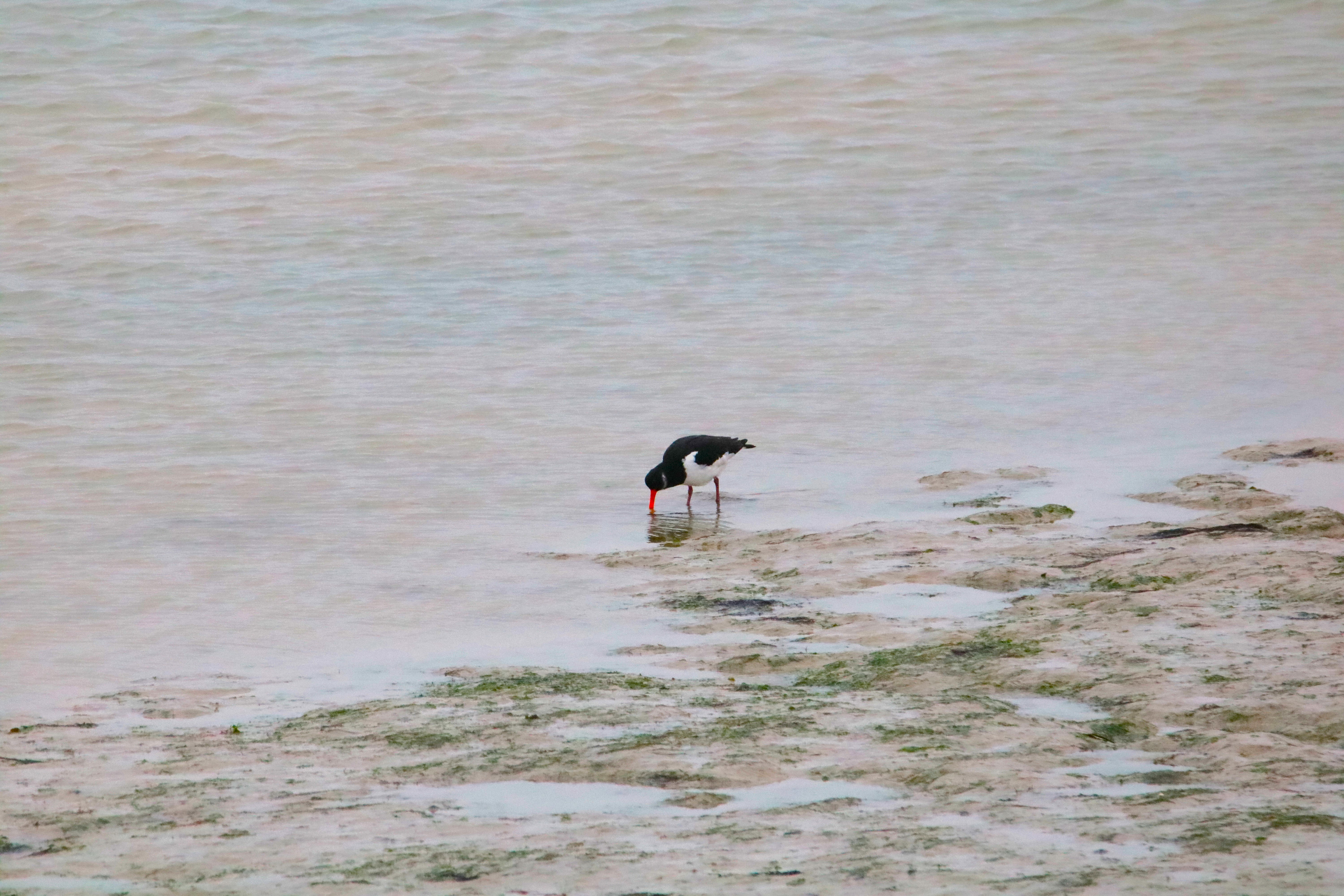 Huîtrier-pie pointe Illemont 17 décembre 2024.JPG